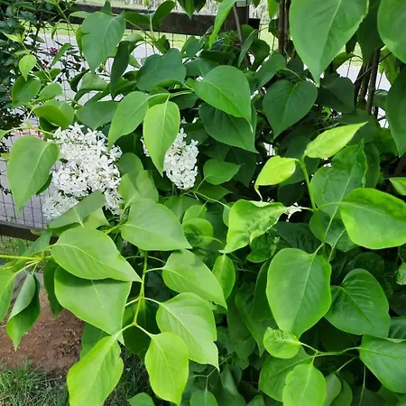 Aussicht Gleichenberg *