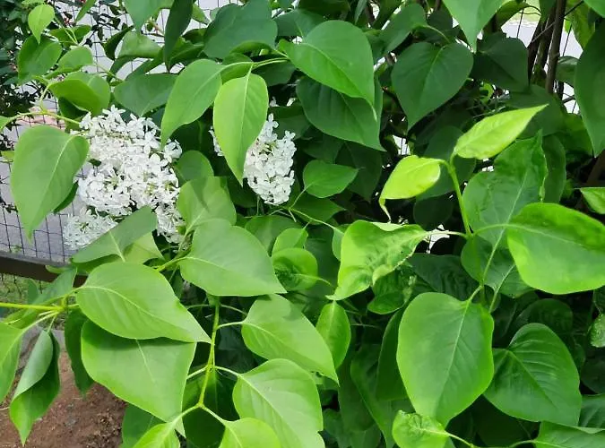 Aussicht Gleichenberg *